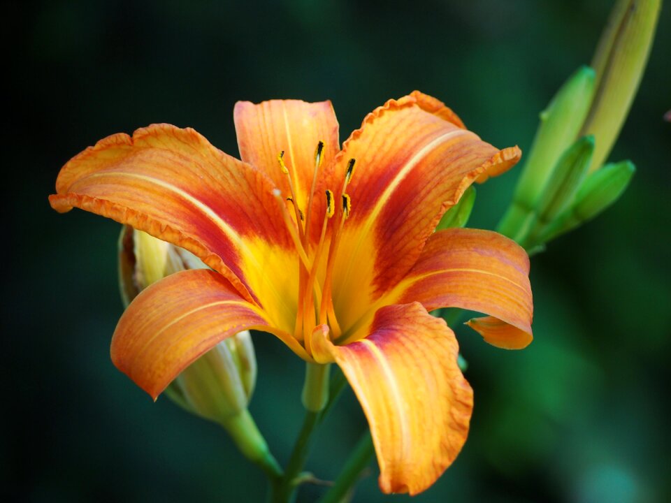 Plant orange yellow red daylily