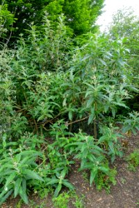 Buddleja globosa - Hillier Gardens - Romsey, Hampshire, England - DSC04275