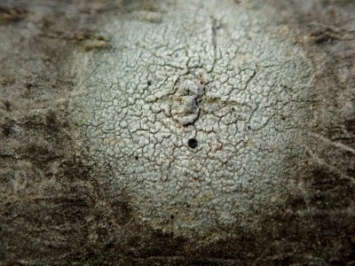 Buellia erubescens 29139293