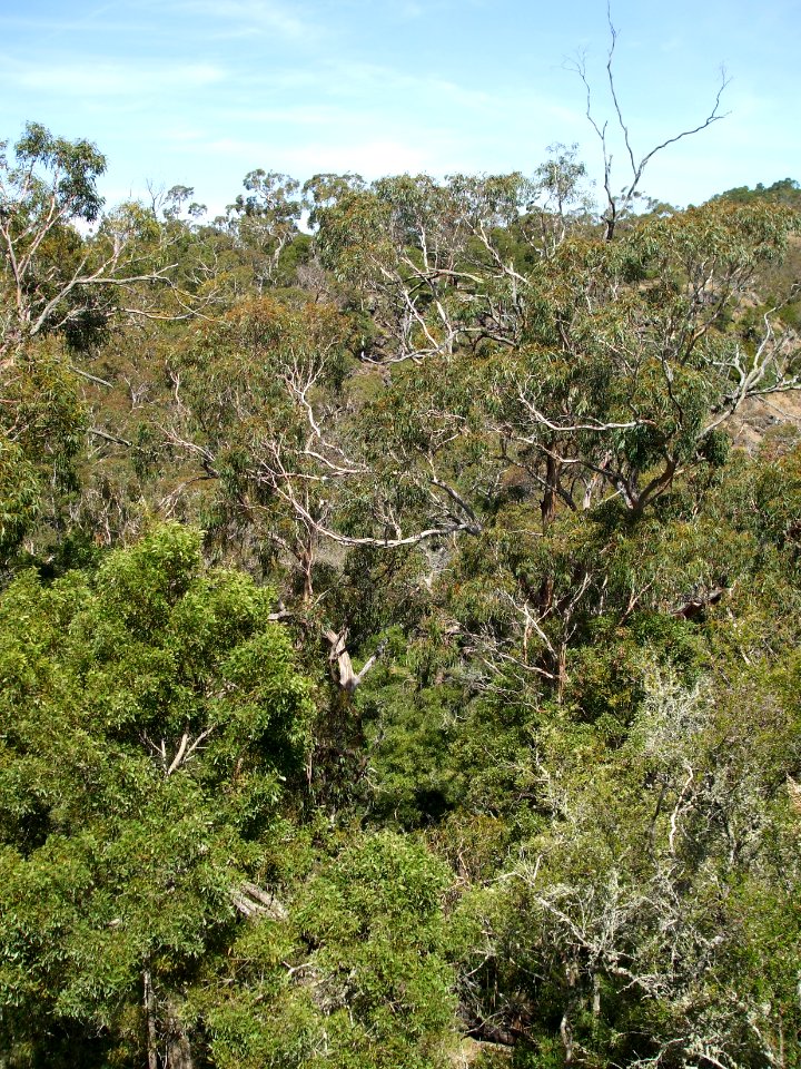 Budj Bim ‐ Mt Eccles National Park, Victoria, Australia 42