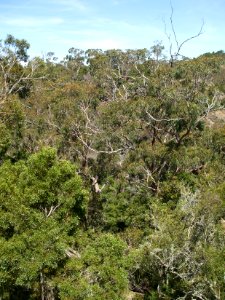 Budj Bim ‐ Mt Eccles National Park, Victoria, Australia 42