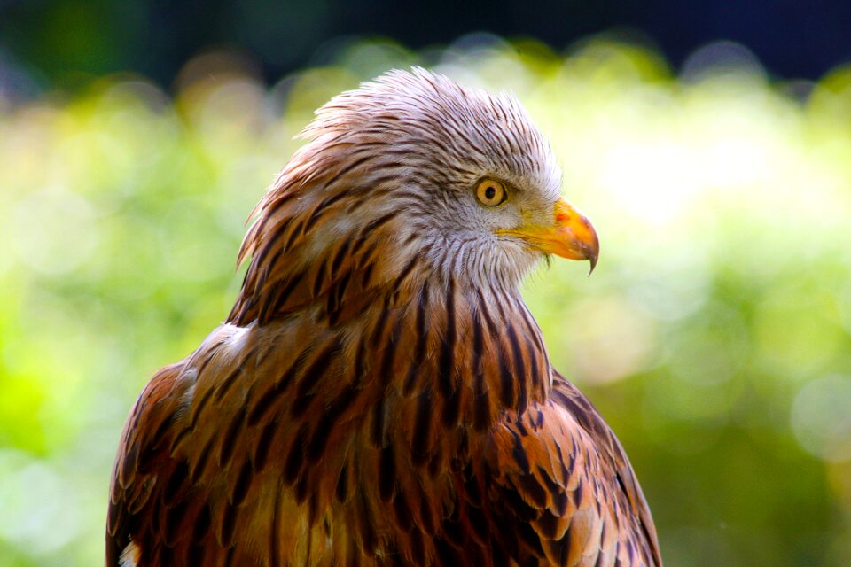 Predator bird nature