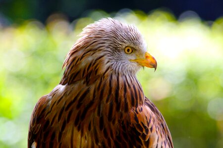 Predator bird nature