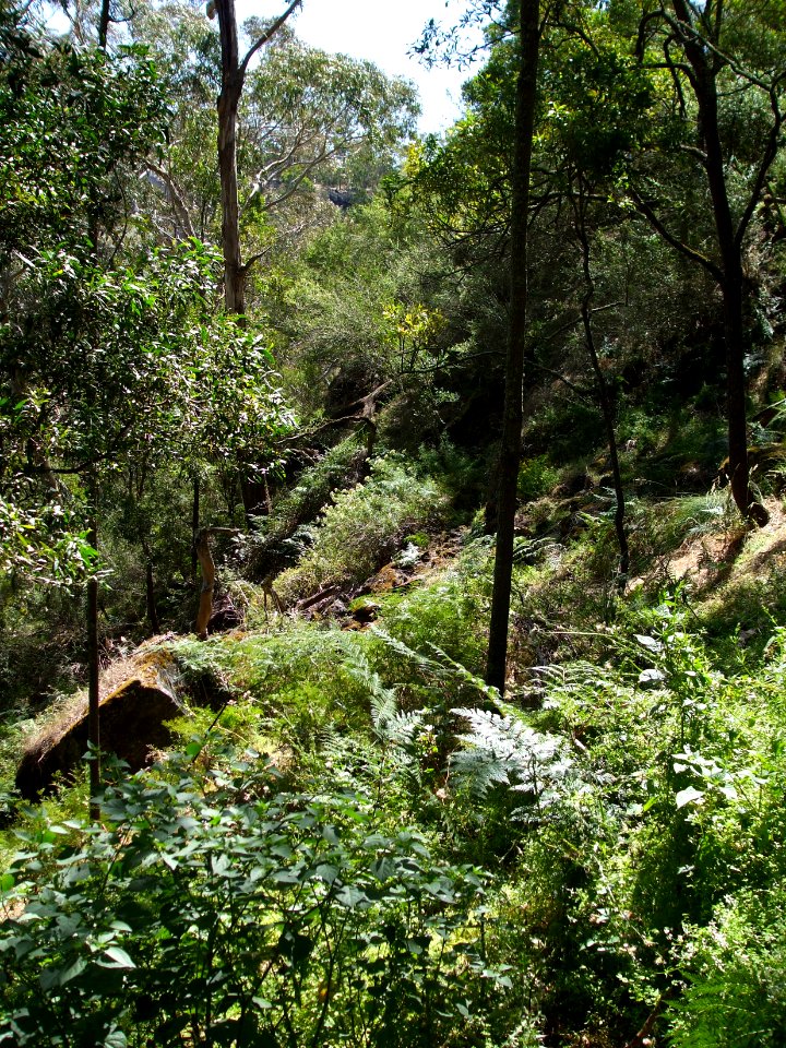 Budj Bim ‐ Mt Eccles National Park, Victoria, Australia 32