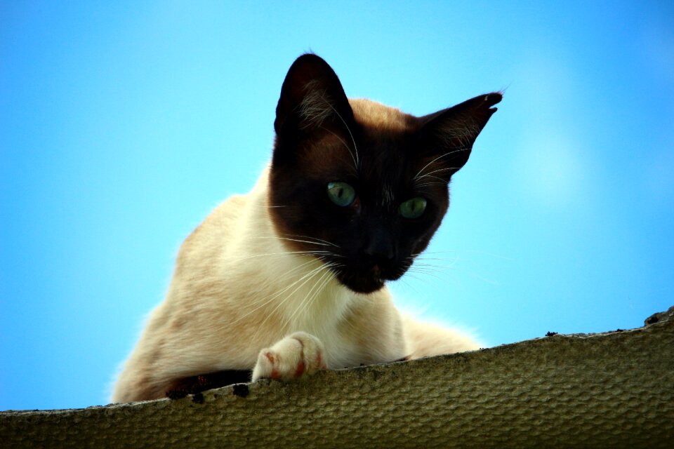 Kitten siamese cat siamese