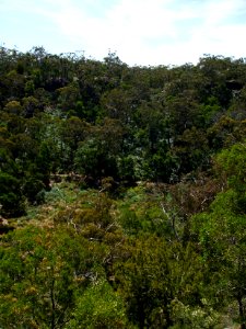 Budj Bim ‐ Mt Eccles National Park, Victoria, Australia 03