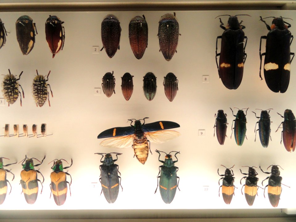 Buprestidae - Naturmuseum Senckenberg - DSC02118