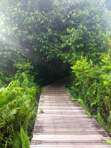 Bukit Lima Nature Reserve 2