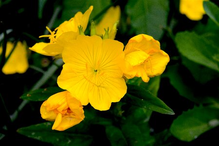 Macro yellow flowers nature photo