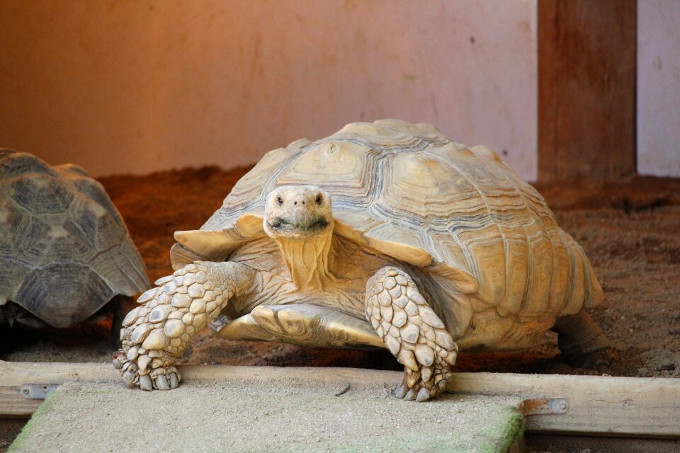 Animal turtle zoo