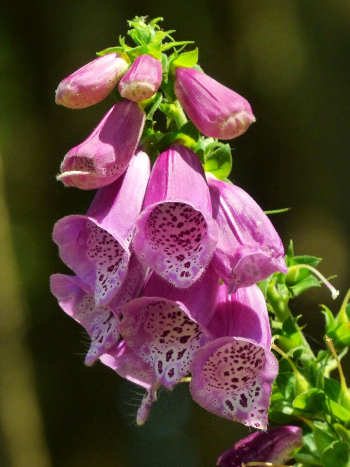 Digitalis purpurea flower wild plant