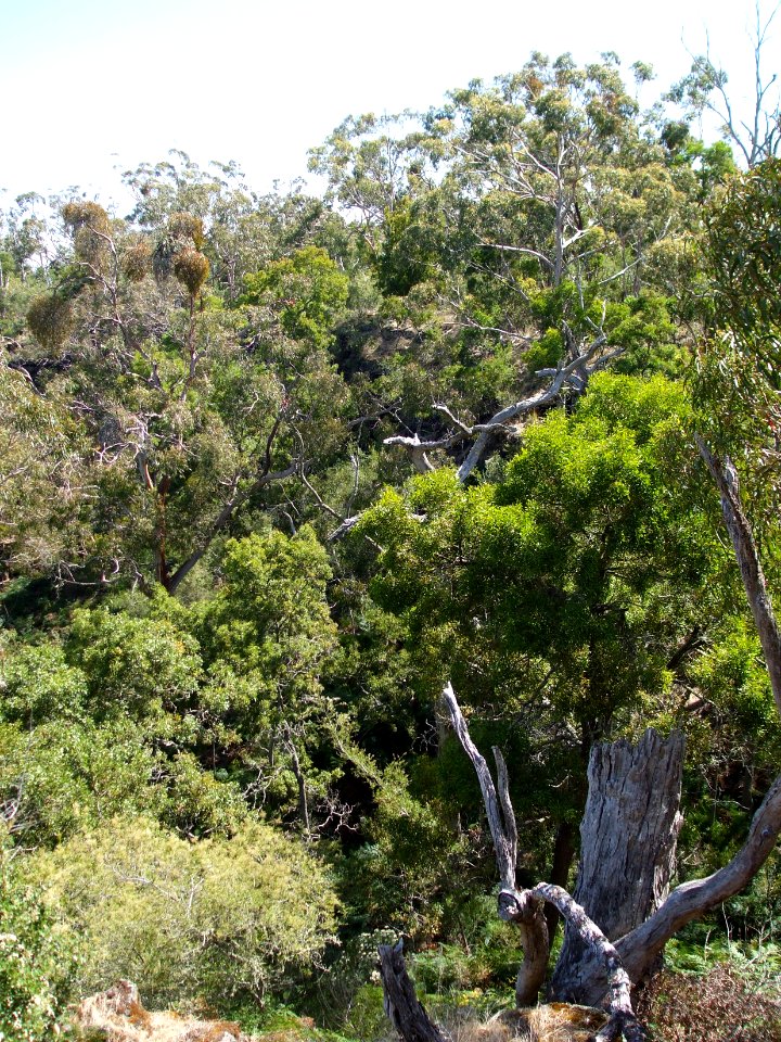 Budj Bim ‐ Mt Eccles National Park, Victoria, Australia 43