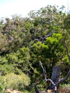 Budj Bim ‐ Mt Eccles National Park, Victoria, Australia 43