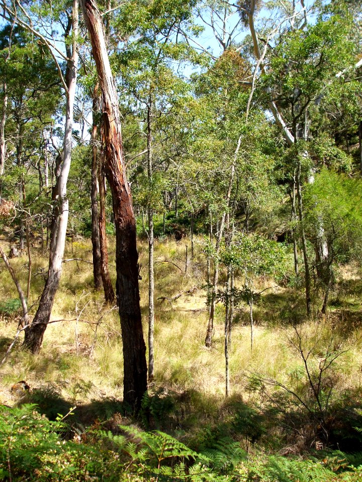 Budj Bim ‐ Mt Eccles National Park, Victoria, Australia 48
