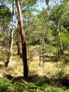 Budj Bim ‐ Mt Eccles National Park, Victoria, Australia 48
