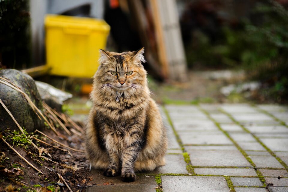 Pet domestic feline photo