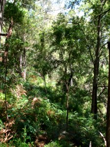 Budj Bim ‐ Mt Eccles National Park, Victoria, Australia 34
