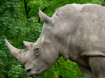 Horns wild animal zoo