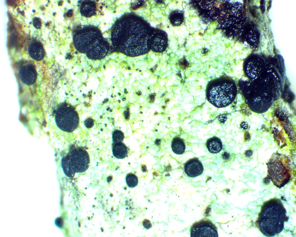 Buellia erubescens 57679431