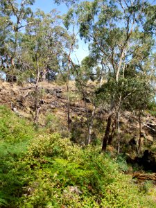 Budj Bim ‐ Mt Eccles National Park, Victoria, Australia 49