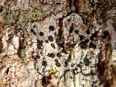 Buellia erubescens 27631932