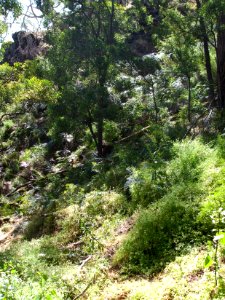 Budj Bim ‐ Mt Eccles National Park, Victoria, Australia 33