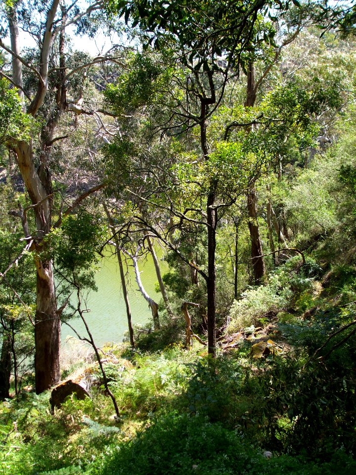 Budj Bim ‐ Mt Eccles National Park, Victoria, Australia 36