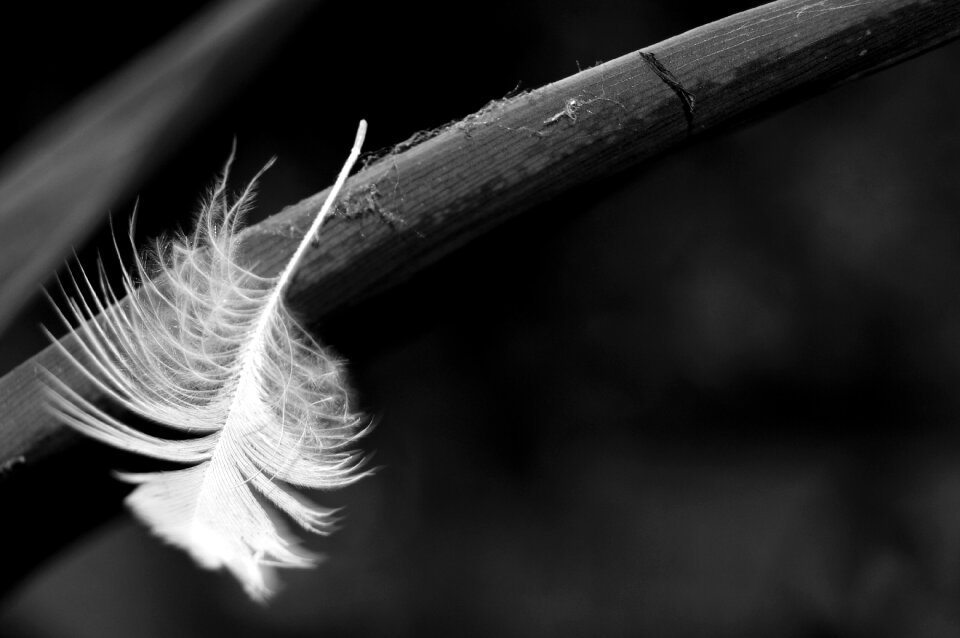Pen black and white macro