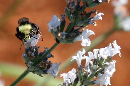Bumble Bee In Lavender (163386903)