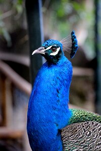 Zoo animal feather