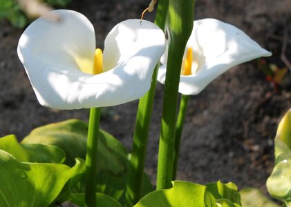 Nature white smell