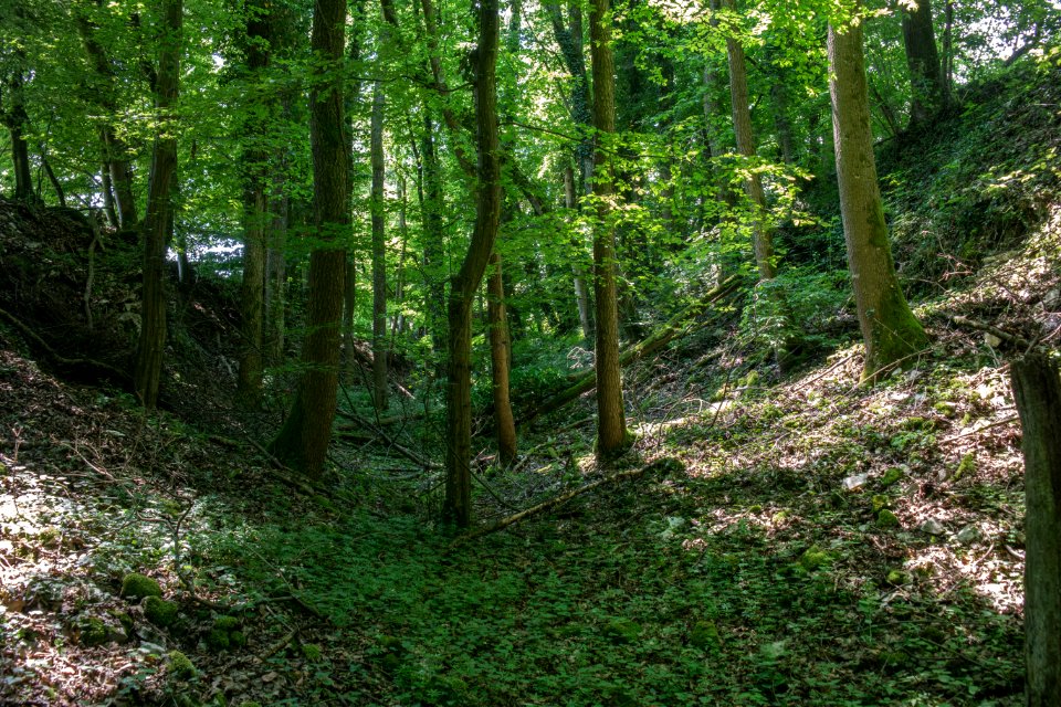 Burg Reicheneck 06