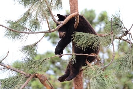 Wild animal wilderness sweet photo