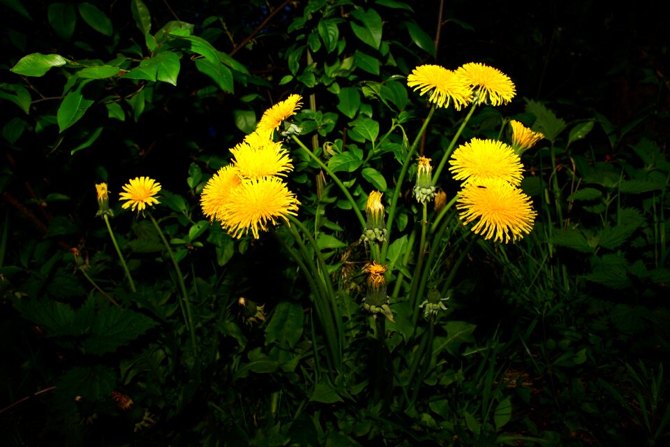 Dandelions plant meadow