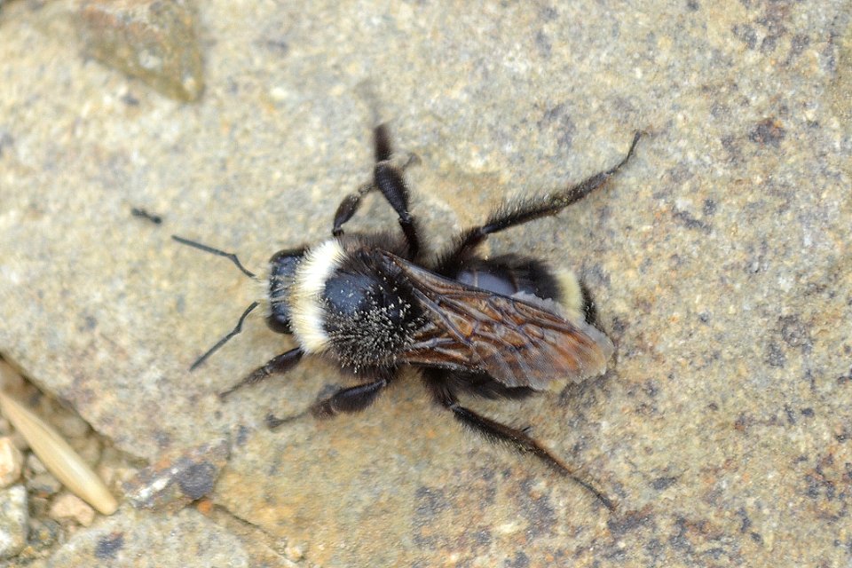 Bumblebee on rock