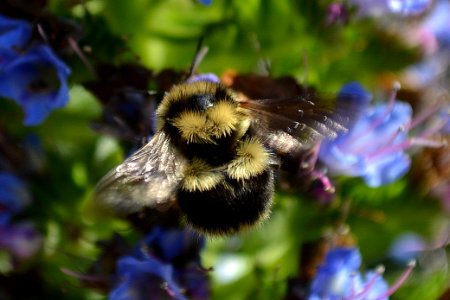 Bumble bee on Echium candicans, the pride of Madeira