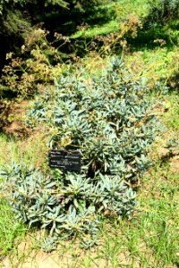 Bupleurum gibraltaricum - Jardín Botánico de Barcelona - Barcelona, Spain - DSC09185