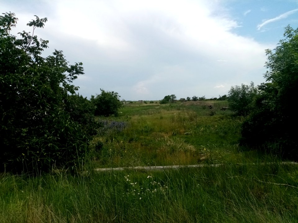 BurchiPer 9