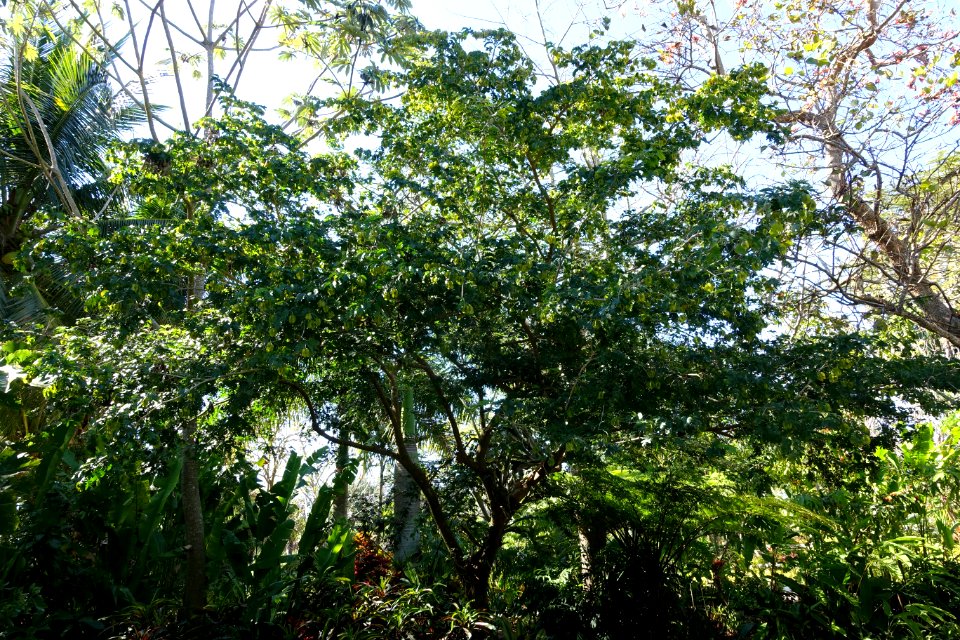 Bulnesia arborea - Naples Botanical Garden - Naples, Florida - DSC00098