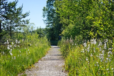Trail forest path nature trail
