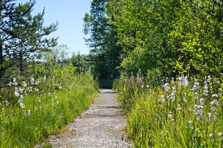 Trail forest path nature trail photo