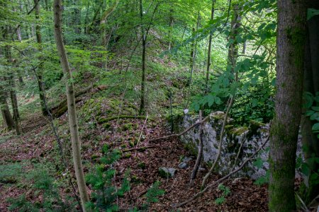 Burg Reicheneck 13