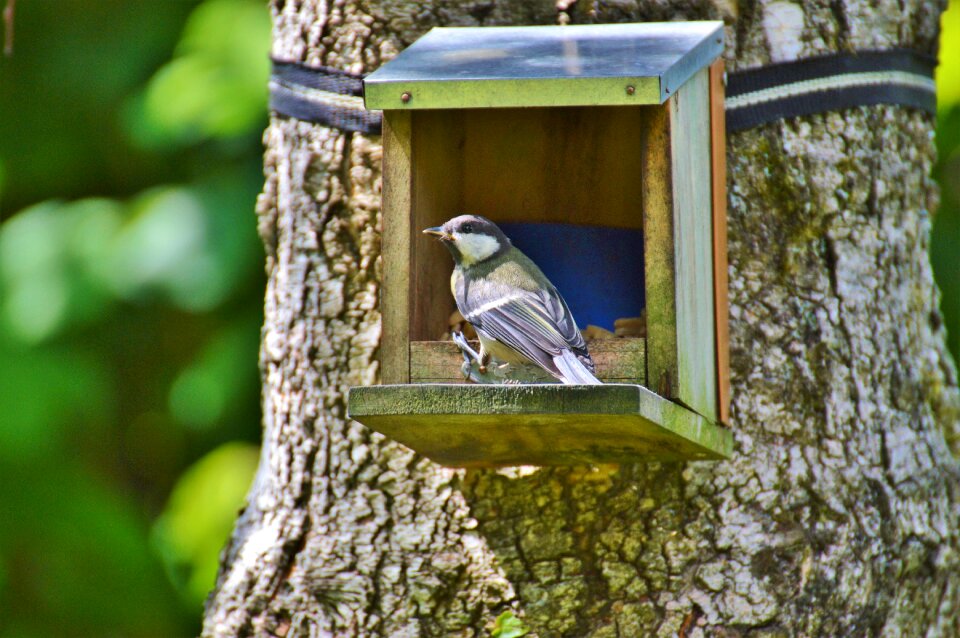 Animal garden feeding station