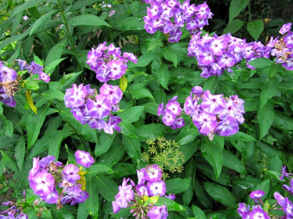 Buisson de fleurs nms1