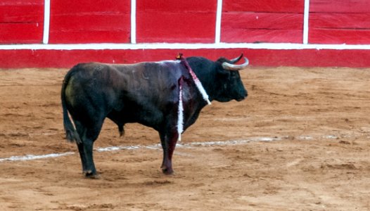 Bullfight in Maracaibo 66