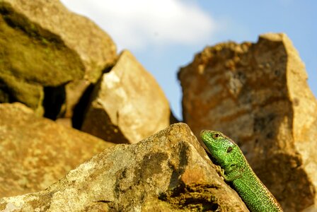 The creation of sand lizard reptiles photo