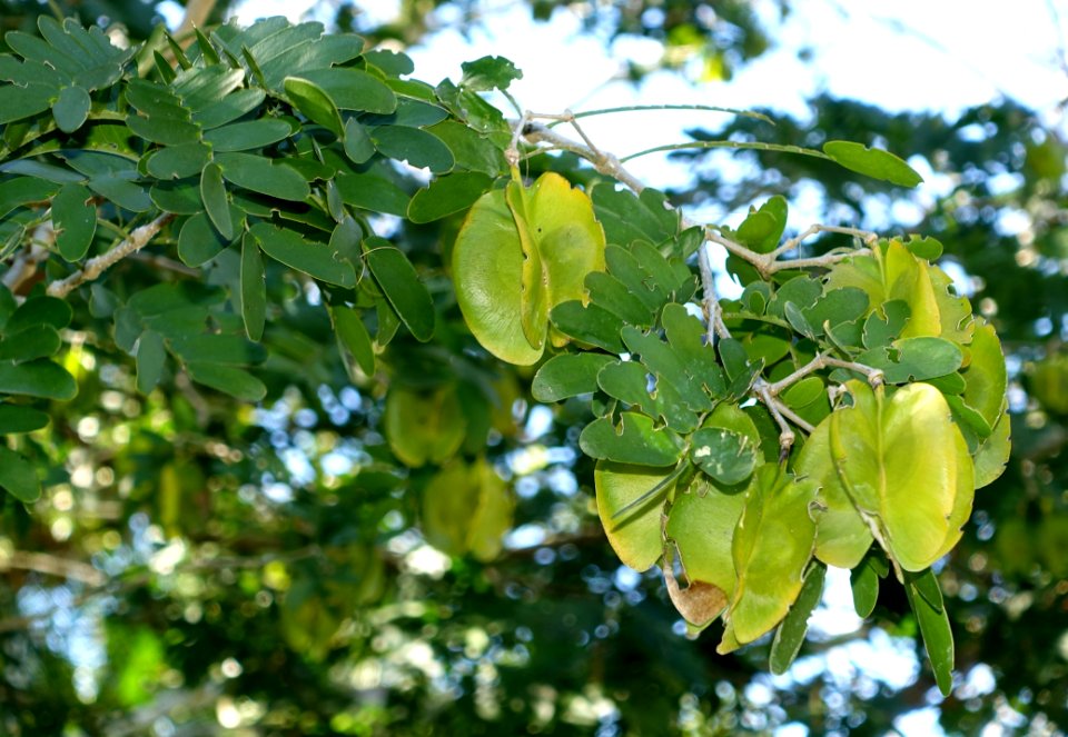Bulnesia arborea - Naples Botanical Garden - Naples, Florida - DSC00100