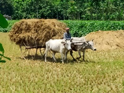 Bullock Cart (গোরুর গাড়ি), Rural Bengal