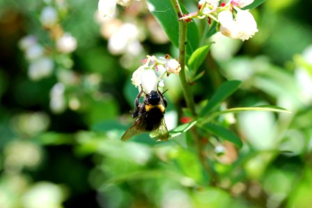 Bumblebee 4 photo