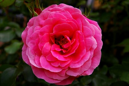 Rose garden blossom bloom